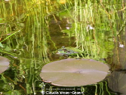 surface reflexions.....
freshwater by Claudia Weber-Gebert 